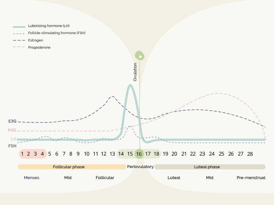 Understanding the Menstrual Cycle: A Journey Through the Phases